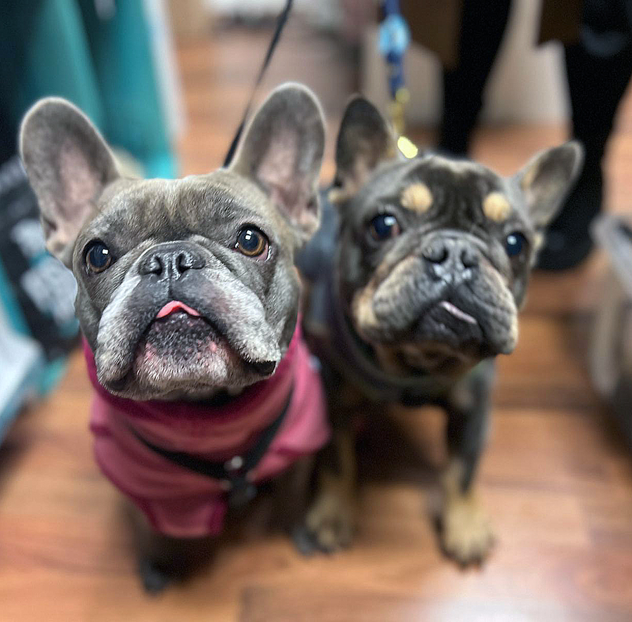 Bella & Willi – meine beiden französischen Bulldoggen