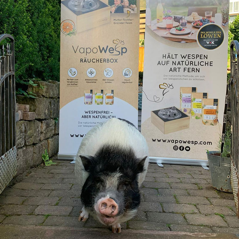 Hausschwein Whoophie modelt für VapoWesp Hausschwein Whoophie modelt für VapoWesp